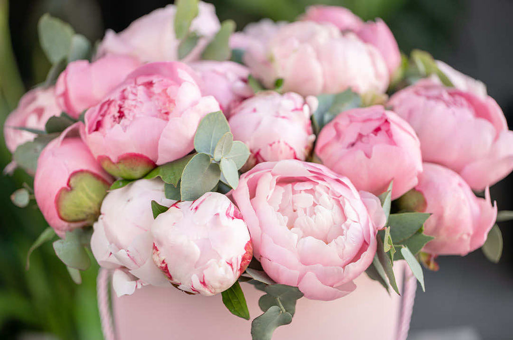 37 Different Pink Peonies to Grow This Season